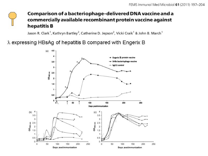 l expressing HBsAg of hepatitis B compared with Engerix B